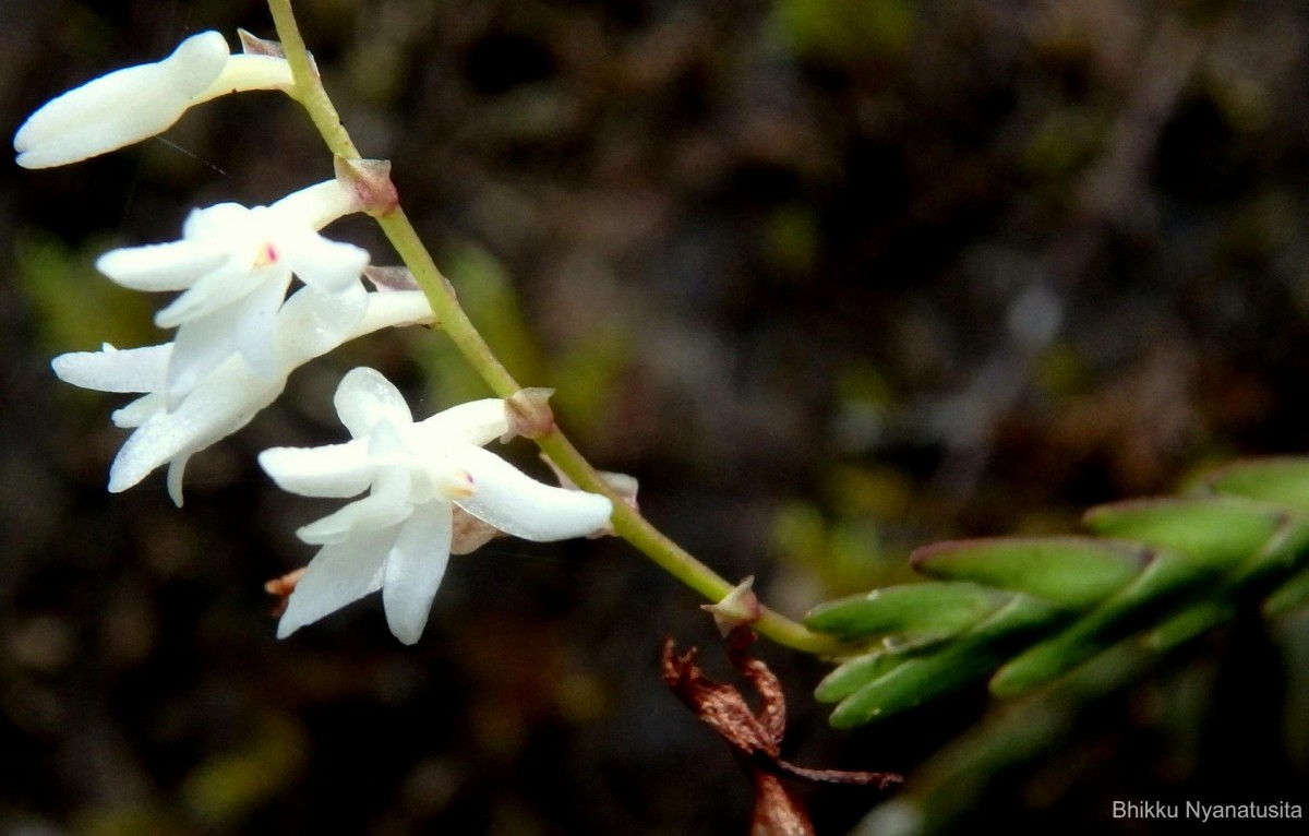 Podochilus sp.